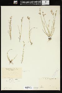 Juncus articulatus image