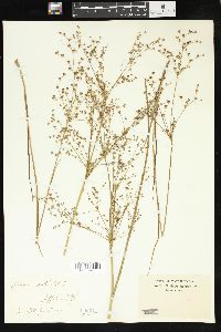 Juncus articulatus image