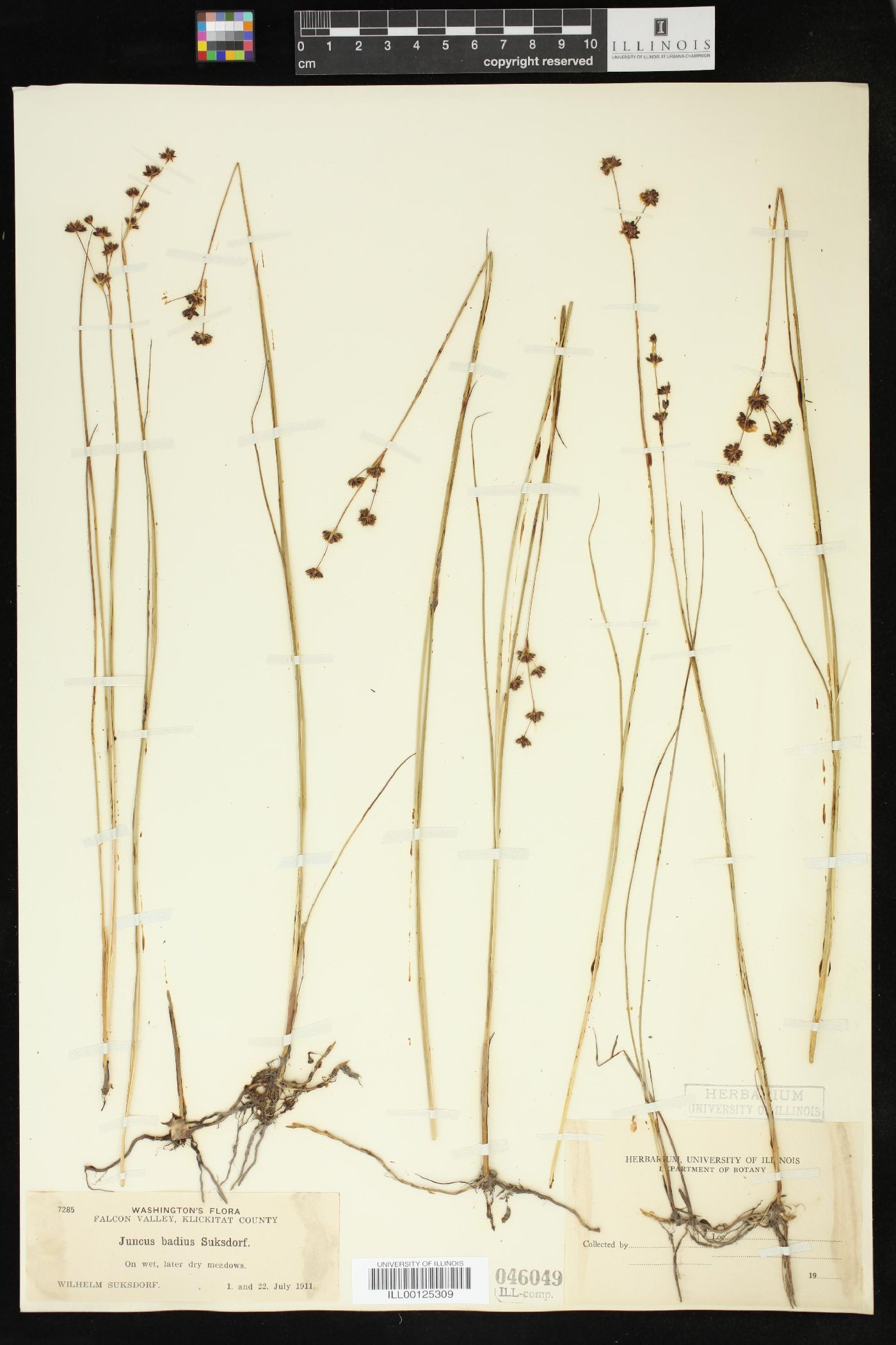 Juncus nevadensis var. badius image