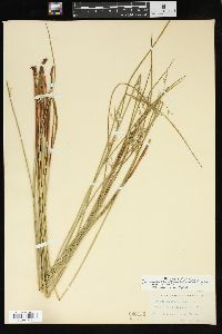 Juncus balticus subsp. littoralis image