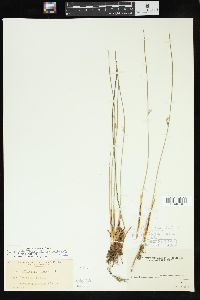 Juncus balticus subsp. littoralis image