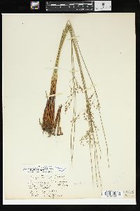 Juncus balticus subsp. littoralis image