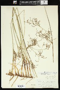 Juncus balticus subsp. littoralis image