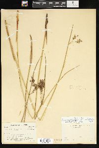 Juncus balticus subsp. littoralis image