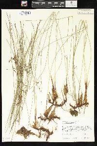 Juncus balticus subsp. littoralis image