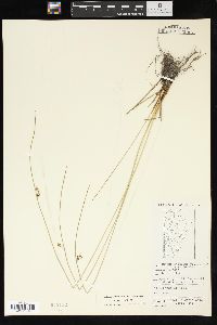 Juncus balticus subsp. littoralis image