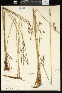 Juncus balticus subsp. littoralis image