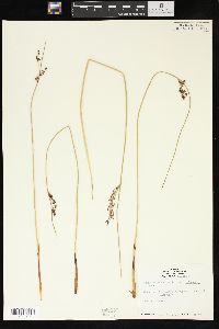 Juncus balticus subsp. littoralis image