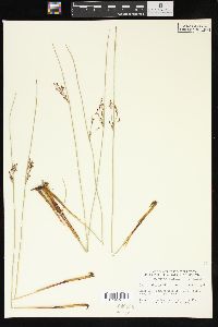 Juncus balticus subsp. littoralis image