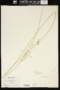 Juncus balticus subsp. littoralis image