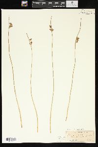 Juncus balticus subsp. ater image