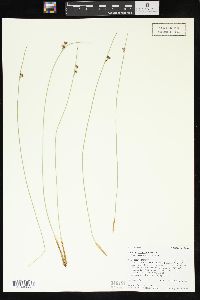 Juncus balticus subsp. ater image