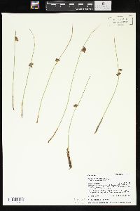 Juncus balticus subsp. ater image