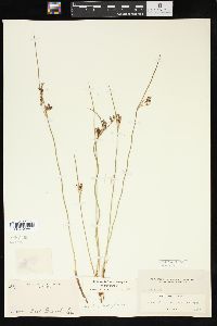 Juncus balticus subsp. littoralis image