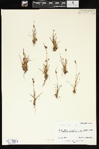 Juncus biglumis image