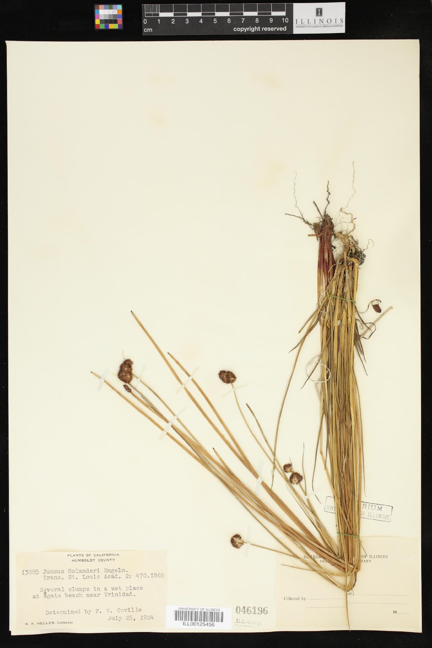 Juncus bolanderi image