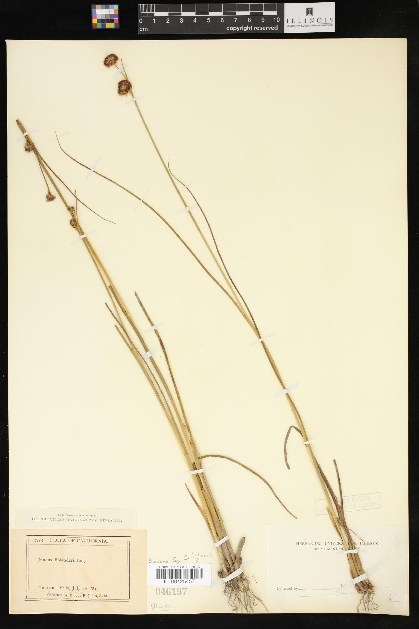 Juncus bolanderi image