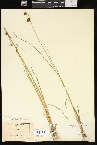 Juncus bolanderi image