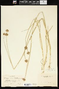 Juncus bolanderi image