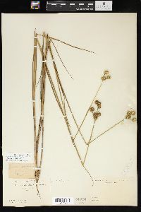 Juncus brachycarpus image