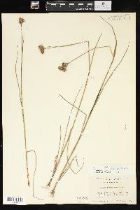 Juncus brachycarpus image