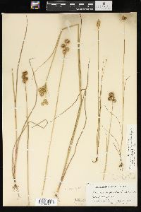 Juncus brachycarpus image