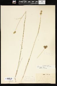 Juncus brachycarpus image