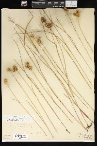 Juncus brachycarpus image