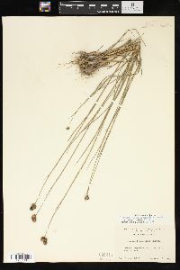 Juncus brachycarpus image