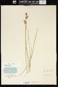 Juncus brachycarpus image