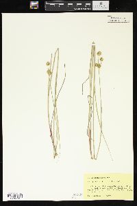 Juncus brachycarpus image