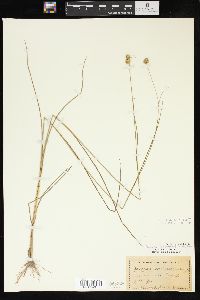 Juncus brachycarpus image