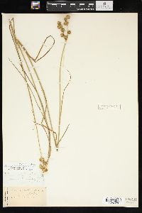 Juncus brachycarpus image