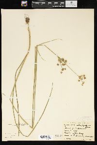 Juncus brachycarpus image