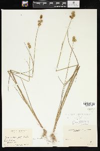 Juncus brachycarpus image