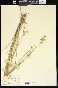 Juncus brachycarpus image