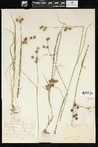 Juncus brachycarpus image