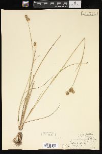 Juncus brachycarpus image