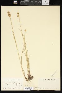 Juncus brachycarpus image