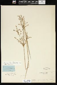 Juncus brachycephalus image