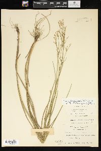 Juncus brachycephalus image