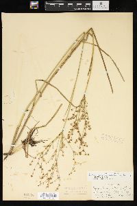 Juncus brachycephalus image