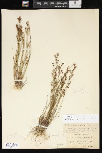 Juncus brevicaudatus image