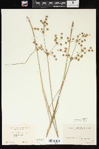 Juncus brevicaudatus image