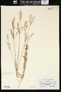 Juncus brevicaudatus image