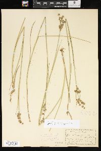 Juncus brevicaudatus image