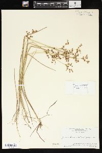 Juncus brevicaudatus image