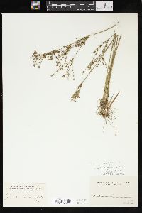 Juncus brevicaudatus image