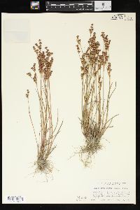 Juncus brevicaudatus image