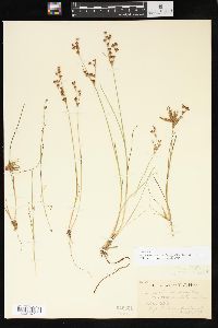 Juncus brevicaudatus image